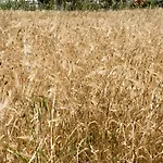 Aloni 度假居 *