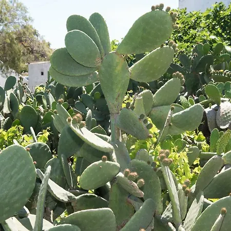 Сasa de vacaciones Aloni Ano Mera